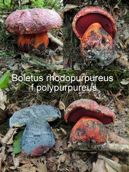 Imperator rhodopurpureus f.polypurpureus-amf357-1.jpg - Imperator rhodopurpureus f.polypurpureus ; Syn: Boletus rhodopurpureus f.polypurpureus ; Nom français: Bolet vieux rose Forme rouge pourpre